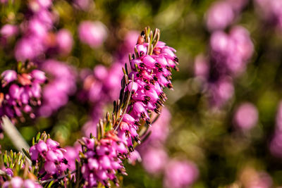 Close-up of pink flowering plant
