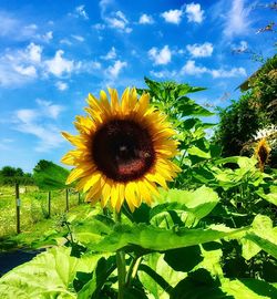 Close-up of sunflower against sky
