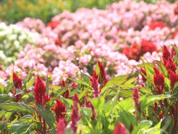 Close-up of red flowers