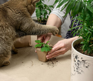 Woman is planting plants in paper plastic cups on the table, next to an adult gray cat lies. homewo