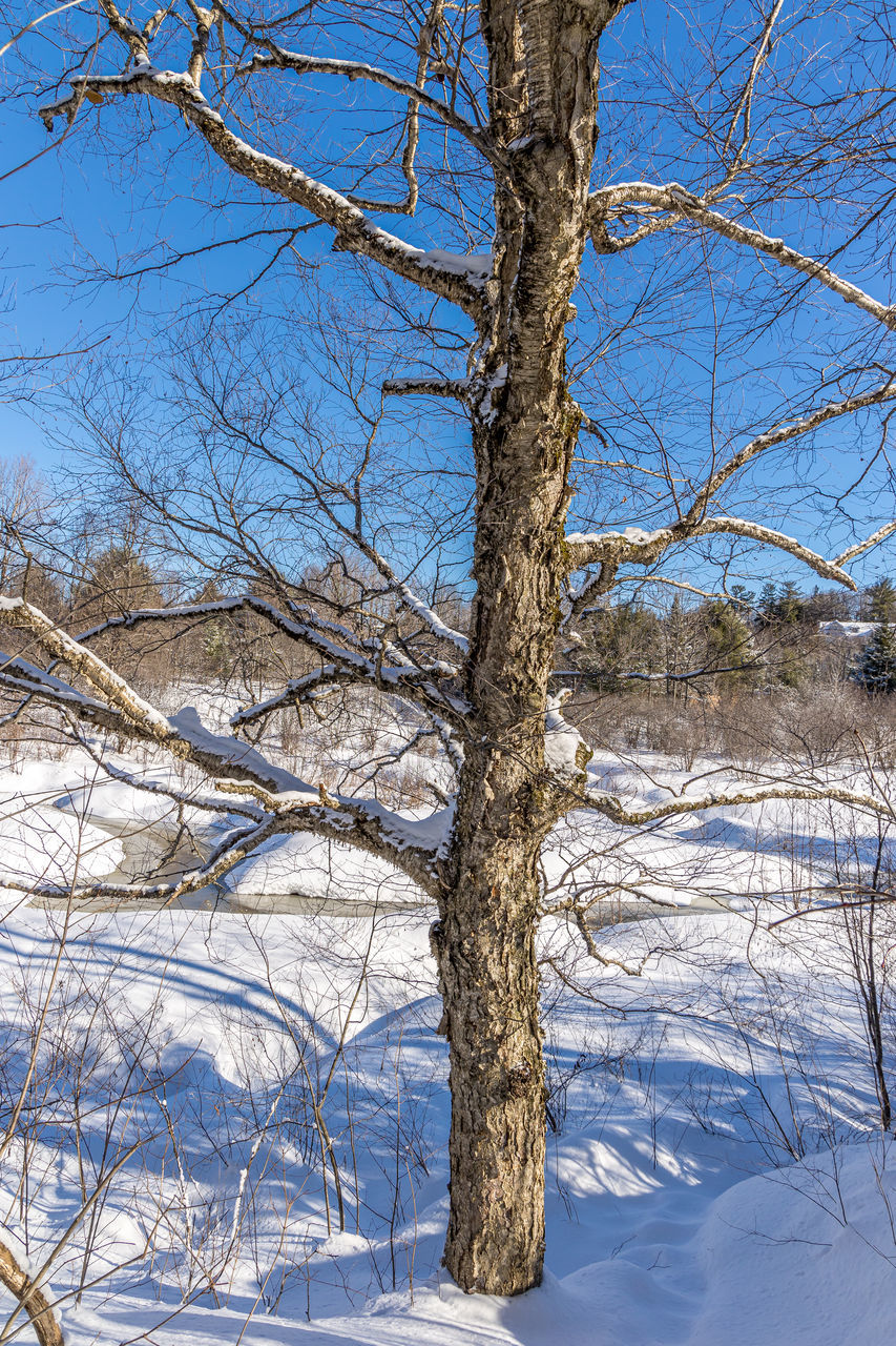 winter, tree, snow, plant, cold temperature, branch, nature, bare tree, beauty in nature, tranquility, no people, tree trunk, trunk, land, frost, sky, scenics - nature, day, frozen, environment, ice, freezing, landscape, blue, tranquil scene, non-urban scene, outdoors, white, birch, sunlight, forest, clear sky, deep snow, covering