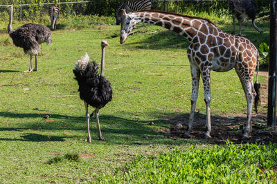 Zebras standing on grassy field