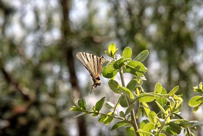 Butterfly pollinating flower