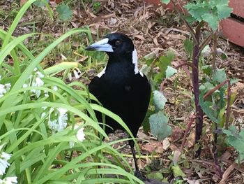 Black bird perching on a plant