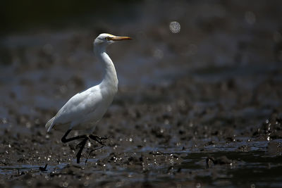 Heron in lake