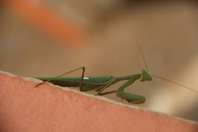 Close-up of mantis on wall