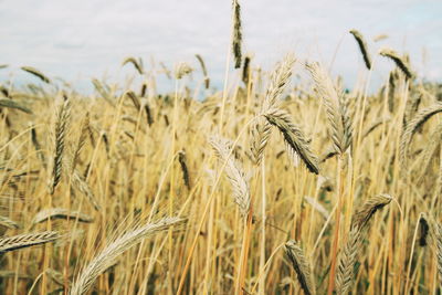 Wheat on field against sky