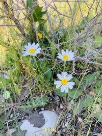 Close-up of white flowering plant on field
