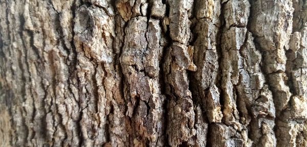 Full frame shot of tree trunk