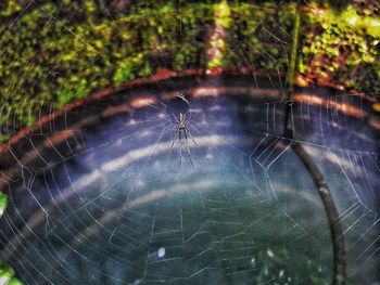 Close-up of spider on web