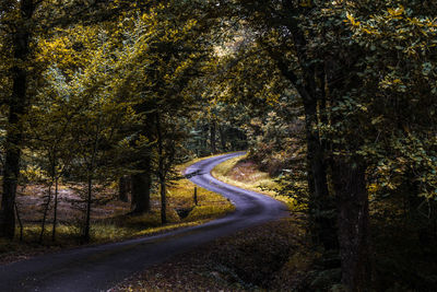 Road amidst trees in forest