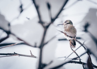 Low angle view of bird perching on branch