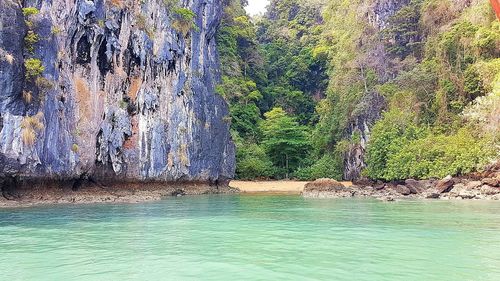 Plants growing on rock by sea