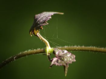 Close up of water drops on plant