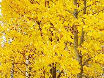 Close-up of yellow flowering plant during autumn