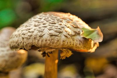 Close-up of mushrooms growing on land