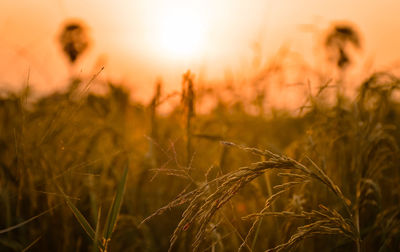 Close-up of wheat growing on field at sunset