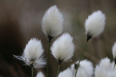 Close-up of white flowering plants