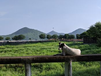 View of a horse on field against sky