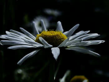 Close-up of white daisy blooming outdoors