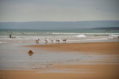 View of seagulls on beach