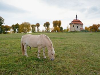 Horses grazing on pasture in front of chapel, autumn season in the landscape