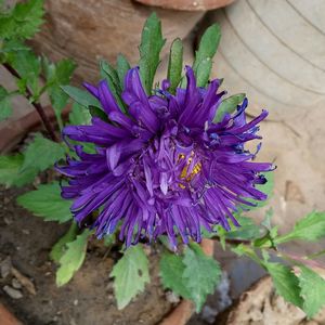 High angle view of purple flower blooming outdoors