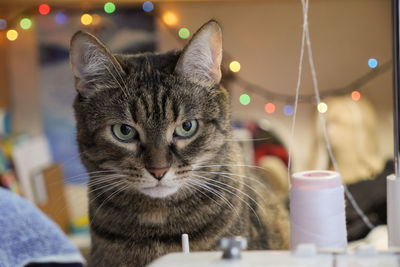 Close-up portrait of a cat