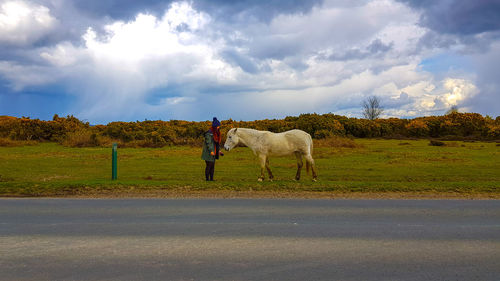 Horse standing on field by road against sky