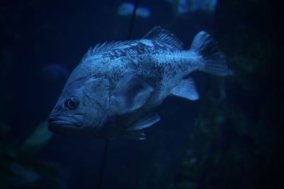 Fish swimming in aquarium