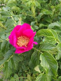 Close-up of pink rose