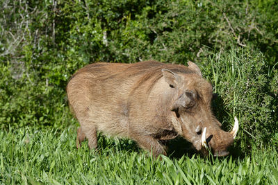 Close-up of warthog standing on grassy field