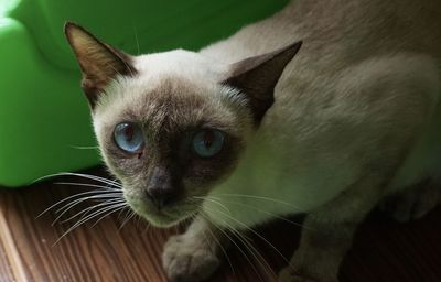 Close-up portrait of a cat