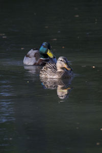 Ducks in a lake