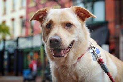 Close-up portrait of dog sticking out tongue outdoors