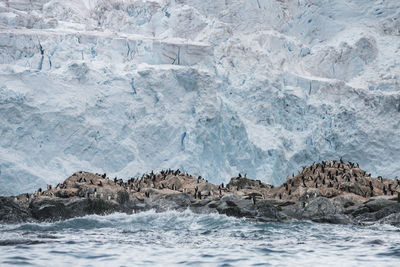 Chinstrap penguin colony in front of a glacier on elephant island, antarctica.