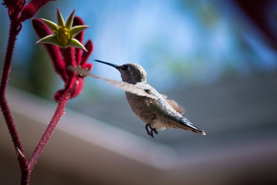 Hummingbird in flight