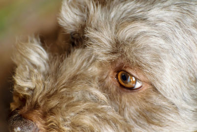 Close-up portrait of dog