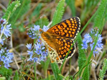 Close-up of butterfly on flower