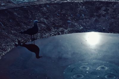 Bird in water