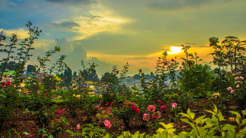 Flowering plants against sky during sunset