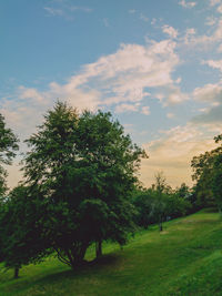 Trees on field against sky