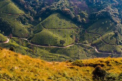 High angle view of green landscape