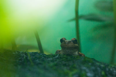 Close-up of frog on land