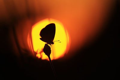 Close-up of silhouette orange flower against sky during sunset