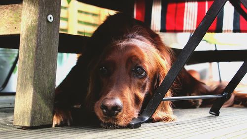 Brown dog relaxing under table at porch