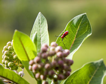 Close-up of insect on leaf