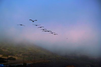 View of birds flying over clouds