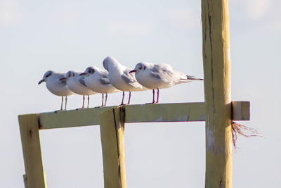 Low angle view of seagulls perching on wooden post against sky