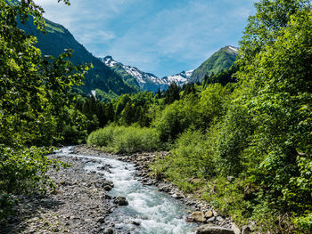 Scenic view of stream amidst trees in forest against sky